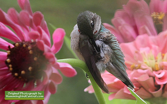 Ruby-Throated Hummingbird... preening